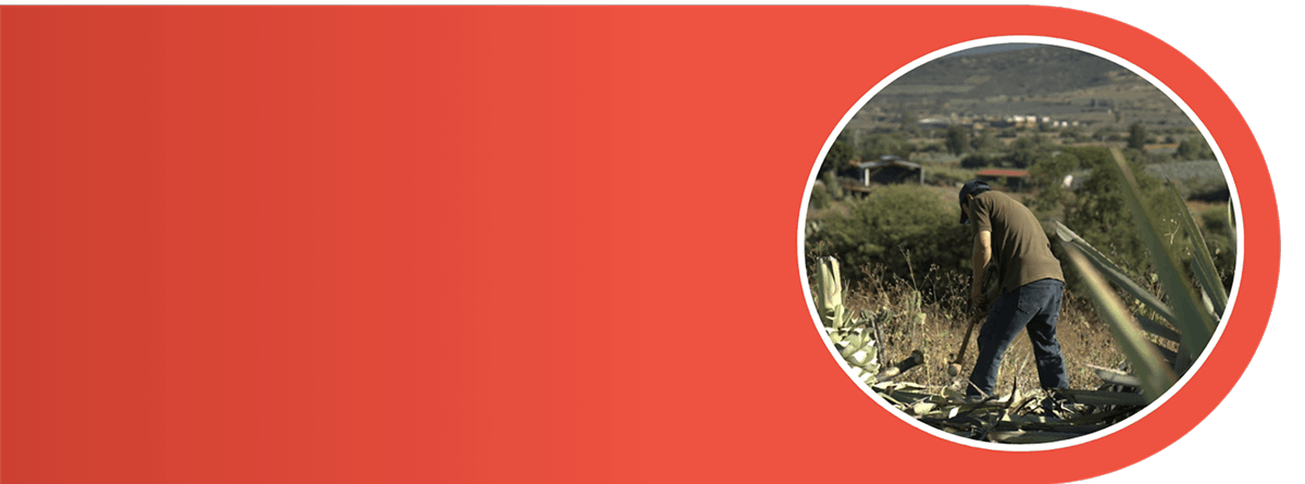 mezcal espadin joven 100% agave