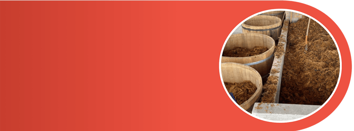 Unito Mezcal mezcal vs tequila difference Mezcal