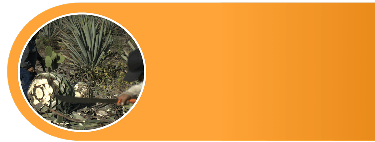 Unito Mezcal mezcal vs tequila difference Mezcal