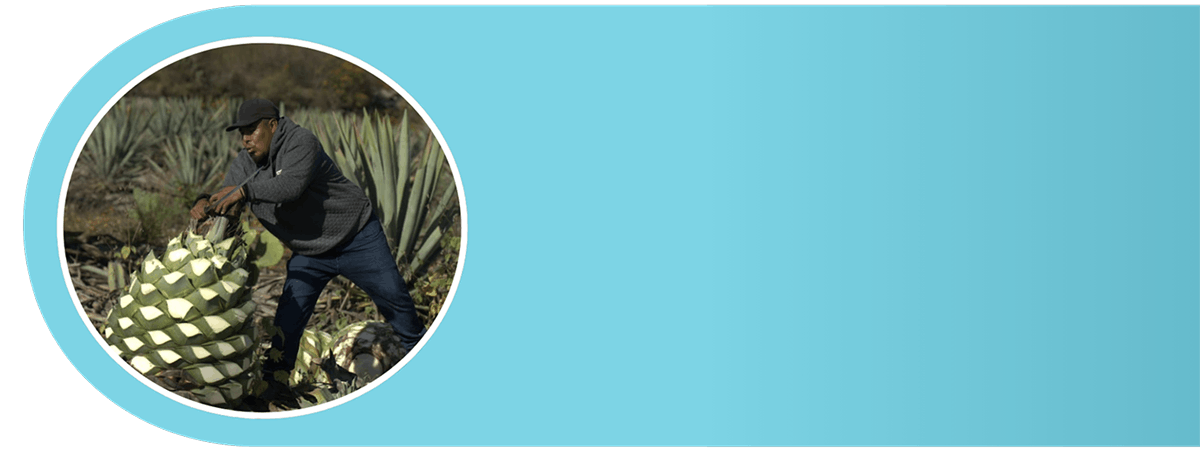 mezcal espadin joven 100% agave Unito Mezcal cian